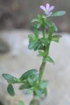 Lythrum hyssopifolia