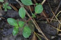 Ludwigia peploides