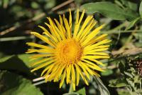 Inula helenium