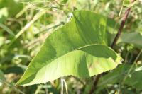 Inula helenium