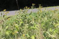 Inula helenium