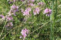 Coronilla varia