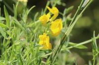 Lathyrus pratensis