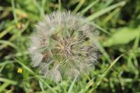 Tragopogon pratensis