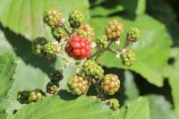 Rubus fruticosus