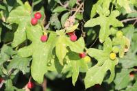 Bryonia dioica