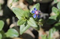 Lysimachia foemina
