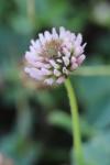 Trifolium fragiferum