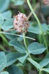 Trifolium fragiferum