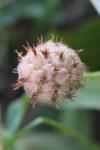 Trifolium fragiferum