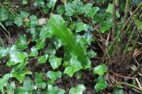 Asplenium scolopendrium