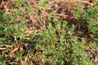 Sherardia arvensis