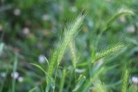 Hordeum murinum