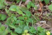 Potentilla indica