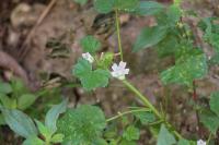 Malva neglecta