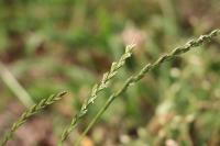 Lolium perenne