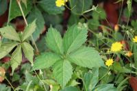 Parthenocissus inserta