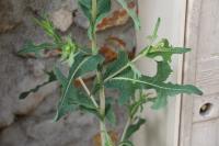 Lactuca serriola