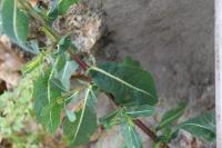 Lactuca virosa