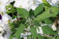 Chenopodium album