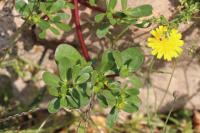 Portulaca oleracea