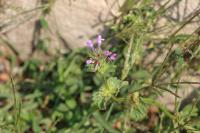 Lamium amplexicaule