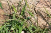 Digitaria sanguinalis