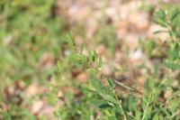 Polygonum aviculare