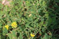 Polygonum aviculare
