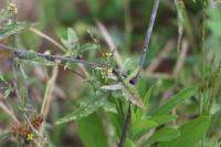 Sisymbrium officinale