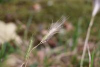 Hordeum murinum