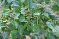 Rhamnus cathartica