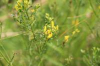 Genista tinctoria