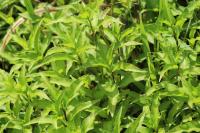 Persicaria maculosa