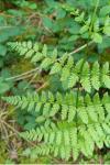 Dryopteris carthusiana