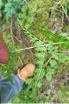 Dryopteris carthusiana