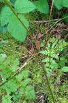 Dryopteris carthusiana