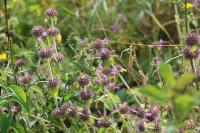 Clinopodium vulgare