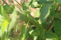 Amaranthus retroflexus