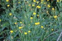 Picris hieracioides