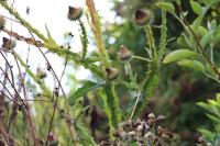 Onopordum acanthium