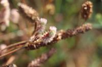 Trifolium arvense