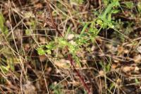 Bryonia dioica