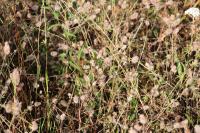 Trifolium arvense