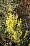 Verbascum pulverulentum