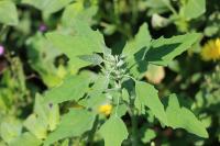 Chenopodium album