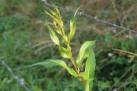 Salix triandra