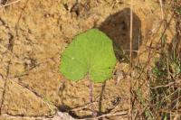Tussilago farfara