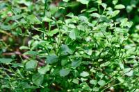 Vaccinium myrtillus