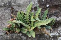 Asplenium ceterach